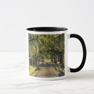 USA, Kentucky, Lexington. Tree-lined driveway, Mug