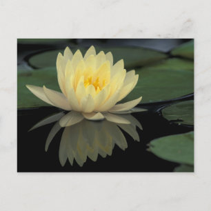 USA, Kentucky, Louisville Domestic water lily, Postcard