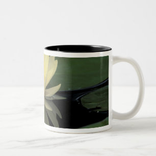 USA, Kentucky, Louisville Domestic water lily, Two-Tone Coffee Mug