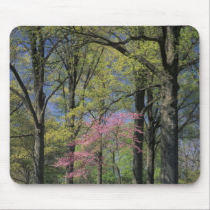 USA, Kentucky, Louisville. Eastern Redbud Mouse Pad