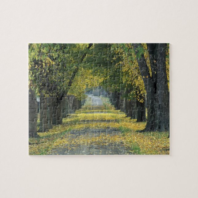 USA, Kentucky, Louisville. Tree-lined road in Jigsaw Puzzle (Horizontal)