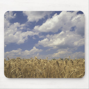 USA, Kentucky, Louisville. Wheat crop and Mouse Pad