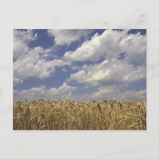 USA, Kentucky, Louisville. Wheat crop and Postcard (Front)