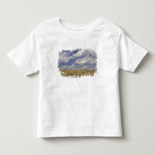 USA, Kentucky, Louisville. Wheat crop and Toddler T-shirt