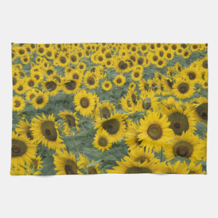 USA, Kentucky Pattern in field of cultivated Kitchen Towel