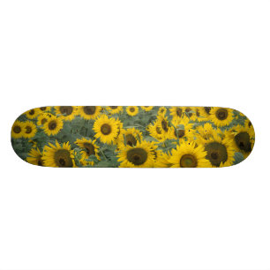 USA, Kentucky Pattern in field of cultivated Skateboard
