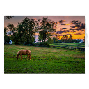 USA, Lexington, Kentucky. Cheval solitaire au couc