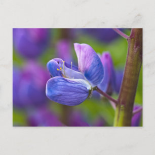 USA, Maine, Acadia National Park. Close-up of Postcard