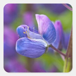USA, Maine, Acadia National Park. Close-up of Square Sticker