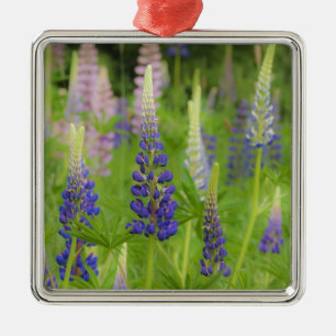 USA, Maine, Acadia National Park. Field of Metal Ornament