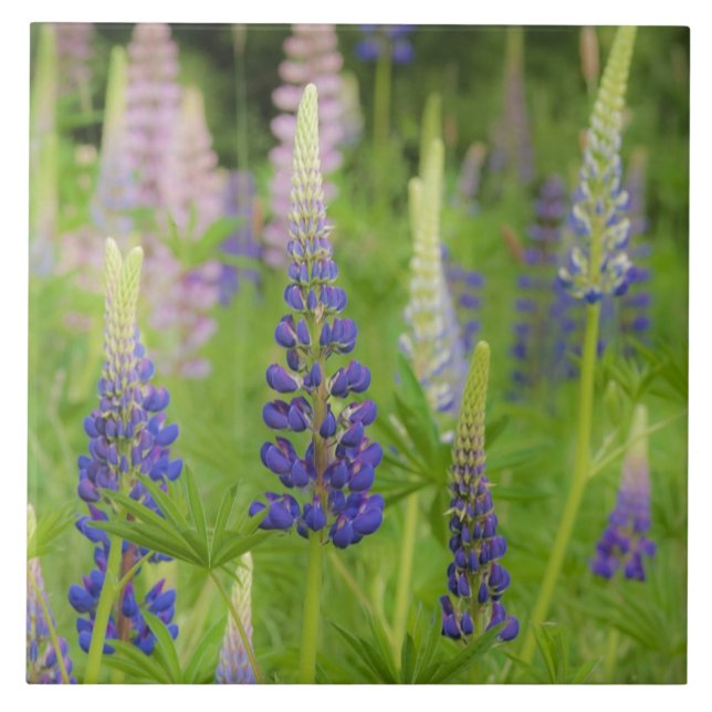 USA, Maine, Acadia National Park. Field of Tile (Front)
