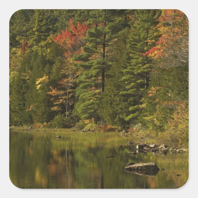 USA; Maine; Acadia NP. Fall reflections at 2 Square Sticker (Front)