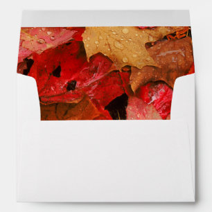 USA, Maine. Autumn maple leaves Envelopes