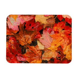 USA, Maine. Autumn maple leaves Magnet