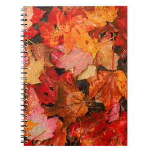 USA, Maine. Autumn maple leaves Notebook