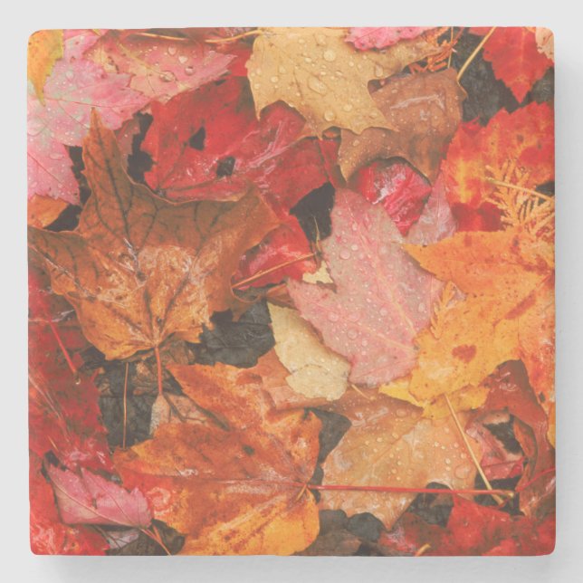 USA, Maine. Autumn maple leaves Stone Coaster (Front)