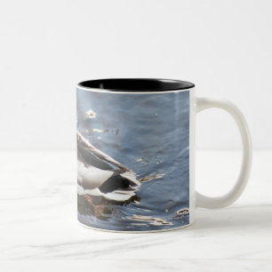 USA, Maine, Camden, Mallard Duck on lake Two-Tone Coffee Mug