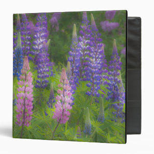 USA, Maine, Southwest Harbour. Blooming lupine Binder