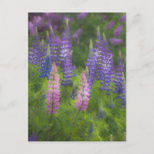 USA, Maine, Southwest Harbour. Blooming lupine Postcard