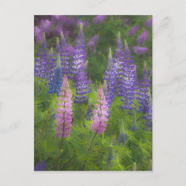 USA, Maine, Southwest Harbour. Blooming lupine Postcard (Front)