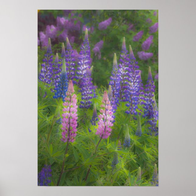 USA, Maine, Southwest Harbour. Blooming lupine Poster (Front)