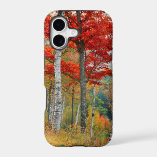 USA, Maine, Wyman Lake. Forest Of Birch