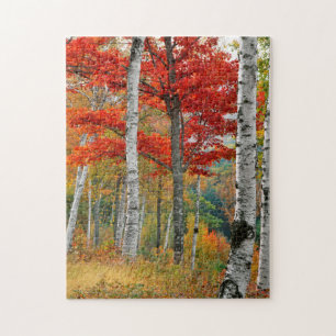 USA, Maine, Wyman Lake. Forest Of Birch Jigsaw Puzzle