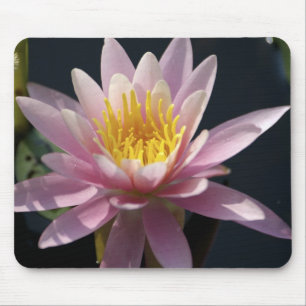 USA, Massachusetts, Great Barrington, lily pad Mouse Pad