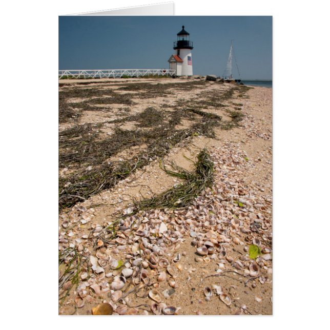 USA, Massachusetts, Nantucket. Coquille (Devant)