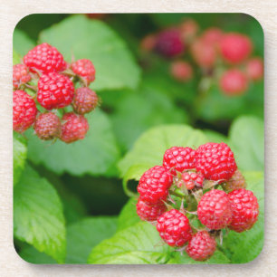 USA, Massachusetts, Nantucket. Ripe Raspberries Coaster