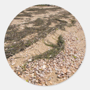 USA, Massachusetts, Nantucket. Shell Classic Round Sticker