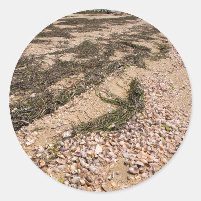 USA, Massachusetts, Nantucket. Shell Classic Round Sticker (Front)