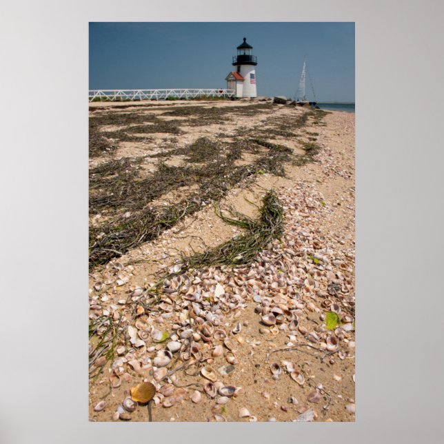 USA, Massachusetts, Nantucket. Shell Poster (Front)