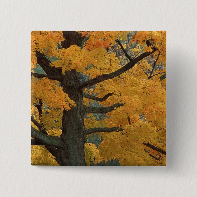 USA, Michigan, Close-up of sugar maple tree in 2 Inch Square Button (Front)