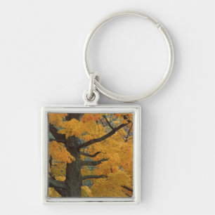 USA, Michigan, Close-up of sugar maple tree in Keychain