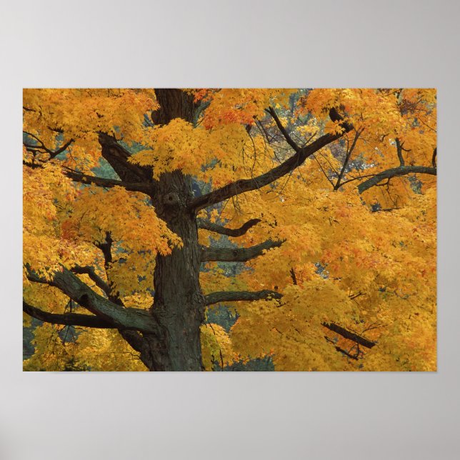 USA, Michigan, Close-up of sugar maple tree in Poster (Front)