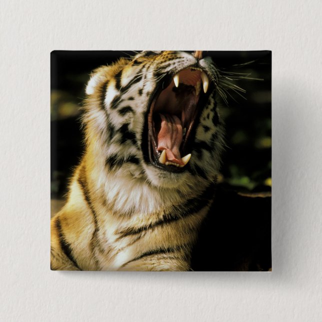 USA, Michigan, Detroit. Detroit Zoo, tiger 2 2 Inch Square Button (Front)