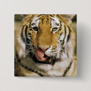 USA, Michigan, Detroit. Detroit Zoo, tiger 2 Inch Square Button