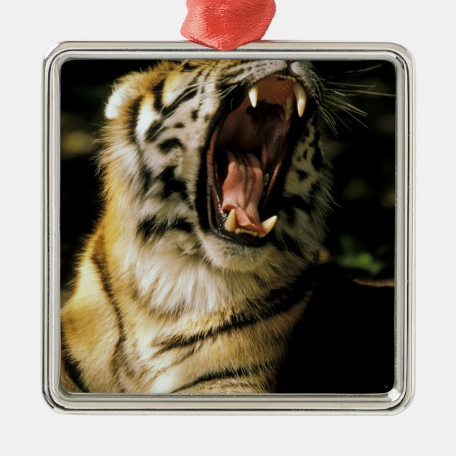 USA, Michigan, Detroit. Detroit Zoo, tiger 2 Metal Ornament (Front)