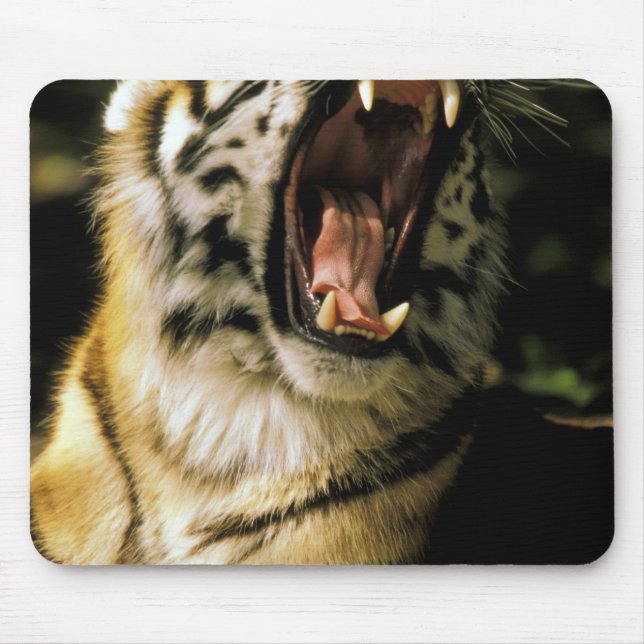 USA, Michigan, Detroit. Detroit Zoo, tiger 2 Mouse Pad (Front)