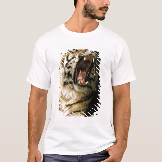 USA, Michigan, Detroit. Detroit Zoo, tiger 2 T-Shirt (Front)