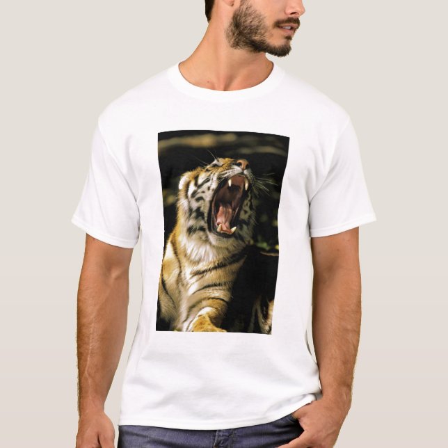 USA, Michigan, Detroit. Detroit Zoo, tiger 2 T-Shirt (Front)