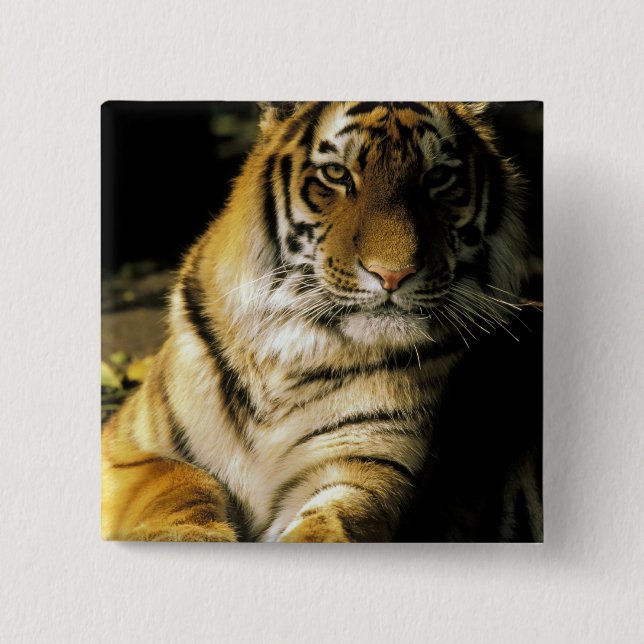 USA, Michigan, Detroit. Detroit Zoo, tiger 3 2 Inch Square Button (Front)