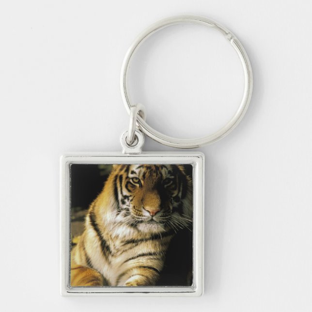 USA, Michigan, Detroit. Detroit Zoo, tiger 3 Keychain (Front)