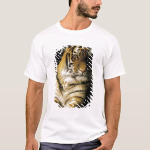USA, Michigan, Detroit. Detroit Zoo, tiger 3 T-Shirt