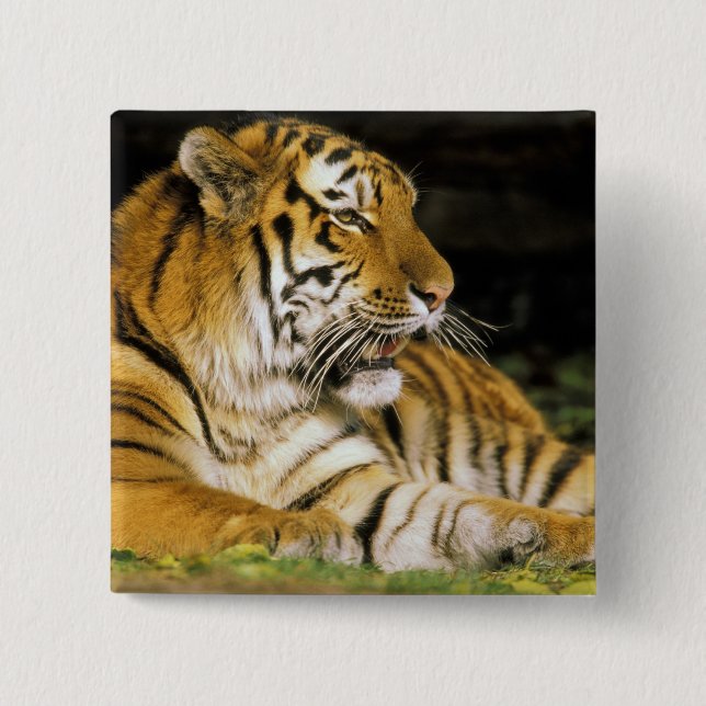 USA, Michigan, Detroit. Detroit Zoo, tiger at 2 Inch Square Button (Front)