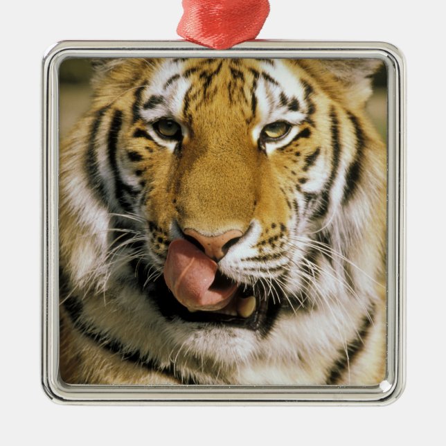 USA, Michigan, Detroit. Detroit Zoo, tiger Metal Ornament (Front)