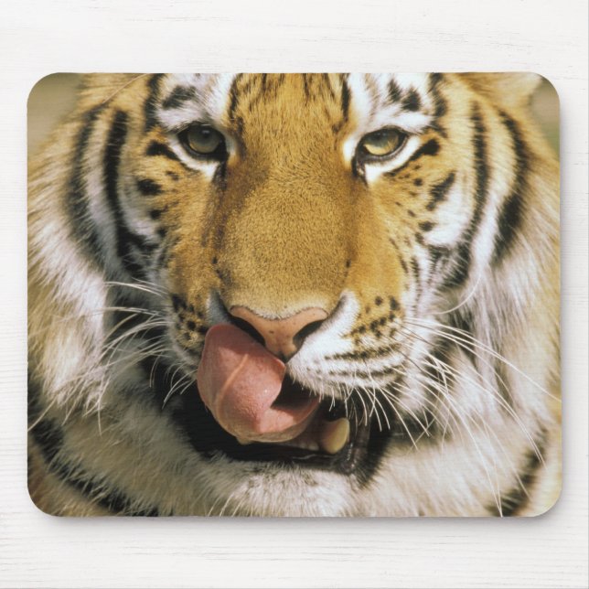 USA, Michigan, Detroit. Detroit Zoo, tiger Mouse Pad (Front)