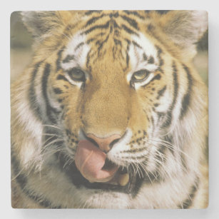 USA, Michigan, Detroit. Detroit Zoo, tiger Stone Coaster