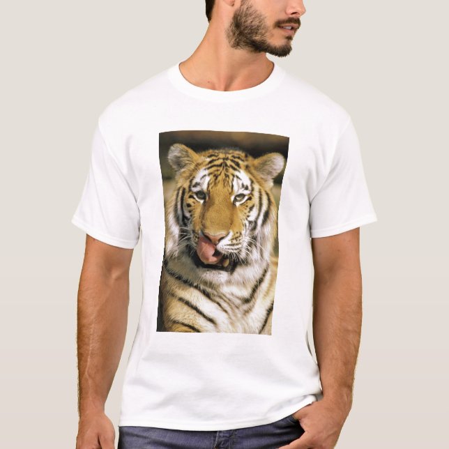 USA, Michigan, Detroit. Detroit Zoo, tiger T-Shirt (Front)